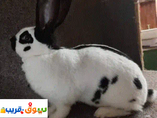 أرانب كبار للبيع في سوق البخاري بسكرة - تسليم يد بيد...