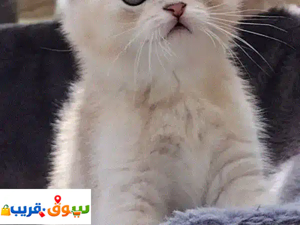 قطط مميزه من سلالات راقيه