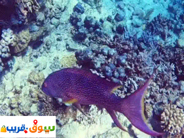 لؤلؤة الأسماك البحرية: سمك طازج يومياً | ناجل،...