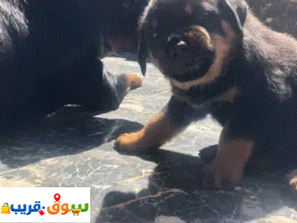 جرو للبيع بالمحمدية المغرب