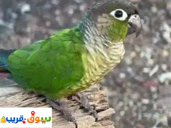 ببغاء كنيور جرين شيك أليف للبيع | طيران حر & حجم ضخم مميز - فرصة نادرة!