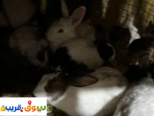 جديد! أرانب بلدي طازجة وصحية 🐰 أحجام ممتازة...
