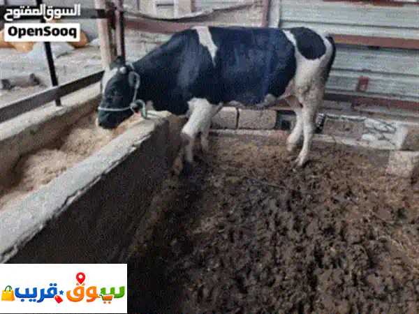 فرصة ذهبية: عجل فريزي أسترالي أصيل للبيع – صحة...