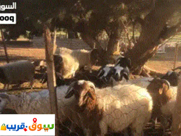 فرصة ذهبية: 12 خروف بلدي فاخر للبيع في السواني...