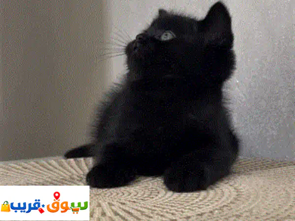 قطط برتش بيور 'نتفة' للبيع 🐾 ذكور وإناث بألوان رائعة...