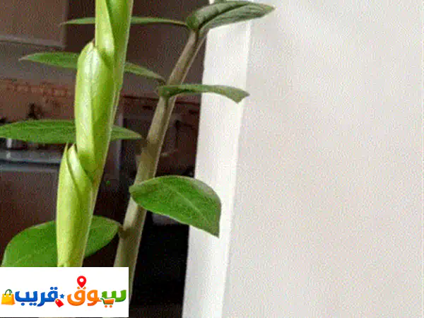 plant for your apartment