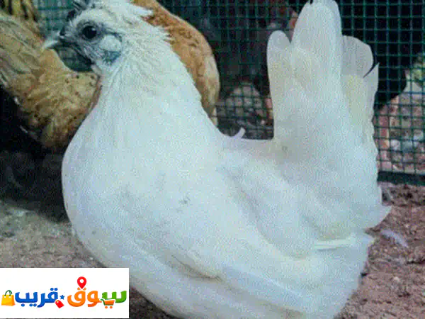 استثمر في الجمال والإنتاجية: طقم دجاج حبب كويتي...