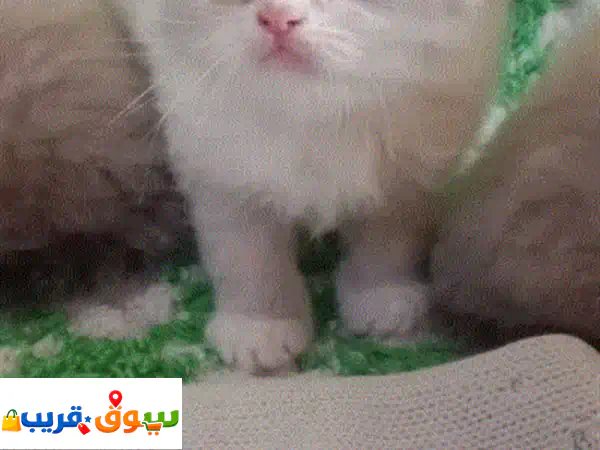 امتلك الآن: قطط هيمالايا بيكي فيس فاخرة (ذكر & أنثى) 🐾