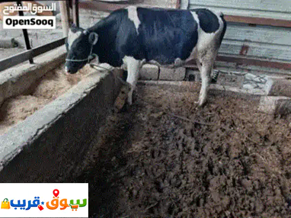 فرصة ذهبية: عجل فريزي أسترالي أصيل للبيع – صحة وجودة بـ 2500 فقط!