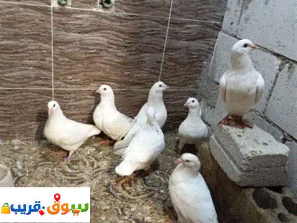 حمام فرنسي نخب للبيع: أزواج منتجة مع فراخ وزغاليل | 10 جواز فاخرة