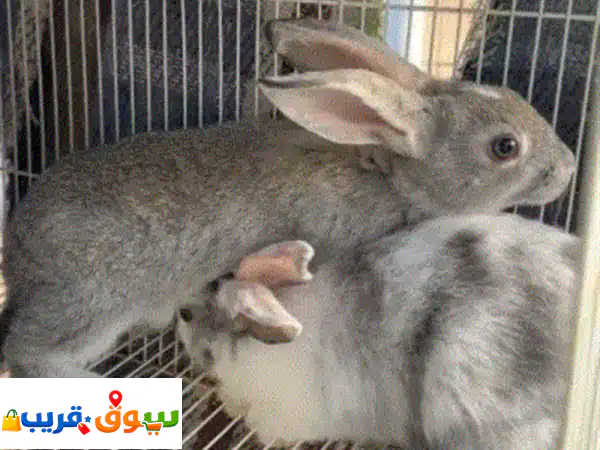 أرانب هولندية أصيلة وصحية (6) للبيع في الشارقة |...