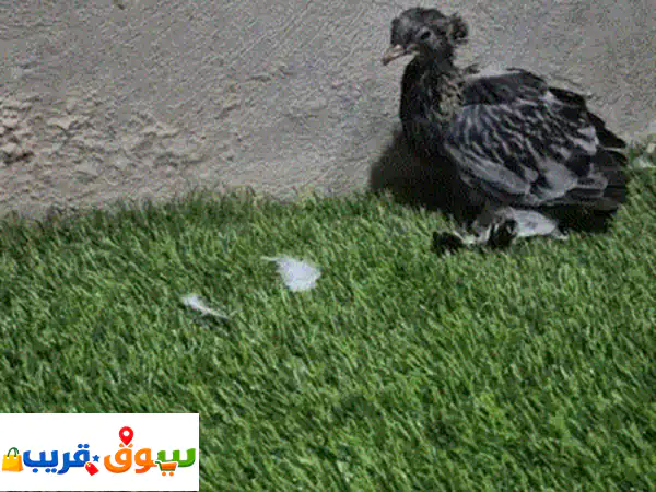 فرصة ذهبية: حمام بخارى مستوى وحجم ملكي للبيع مع إنتاجه الأول! 🕊️