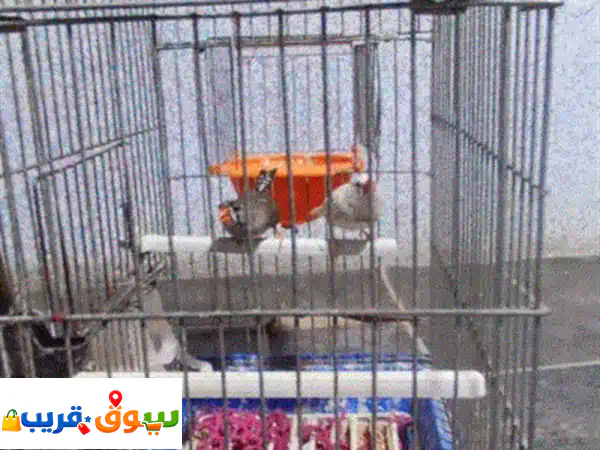 فرصة لا تعوض: زوج عصافير زيبرا كوبيه منتج وممتاز للبيع!