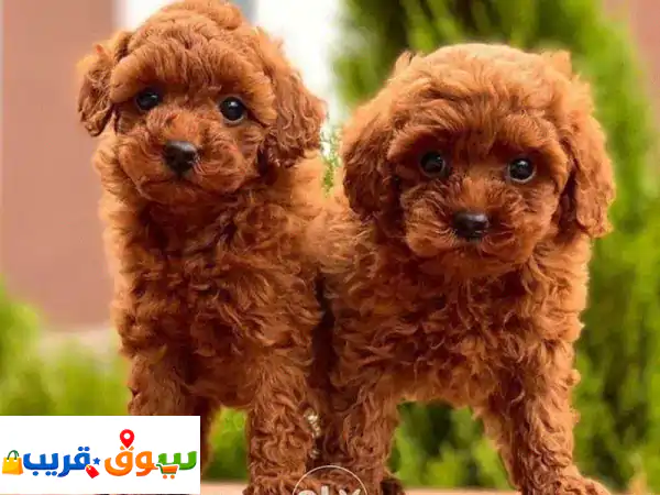 كلاب توي بودل أحمر مستوردة للبيع | جراء ذكية، لطيفة...