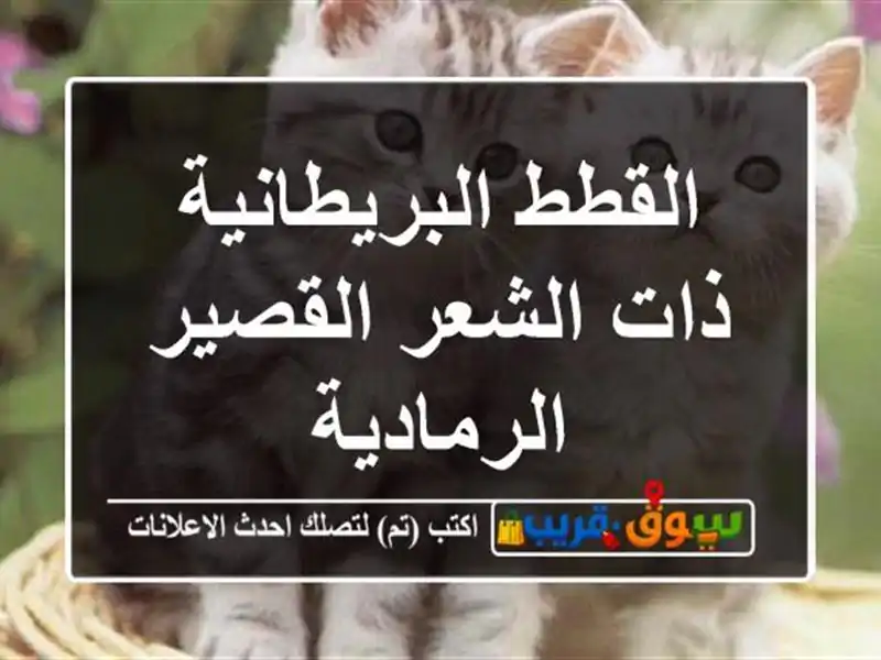 القطط البريطانية ذات الشعر القصير الرمادية