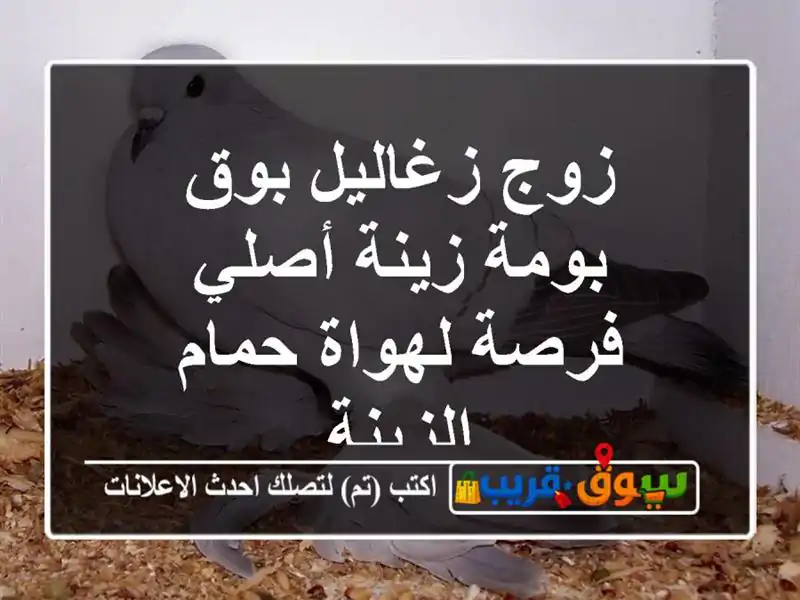 زوج زغاليل بوق بومة زينة أصلي فرصة لهواة حمام الزينة