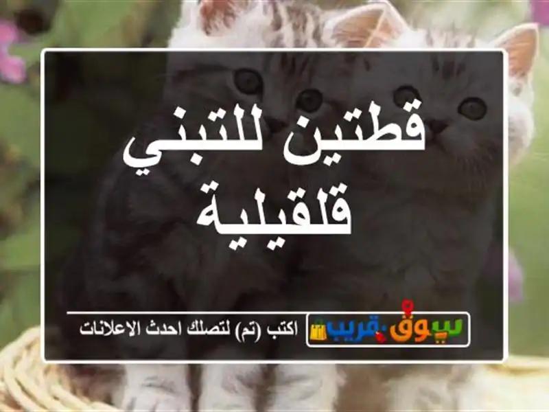 قطتين للتبني  قلقيلية