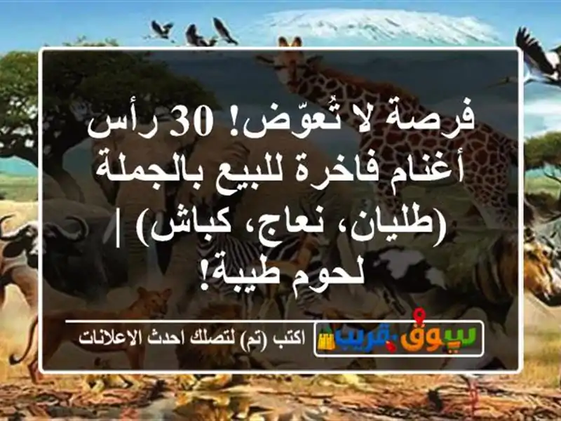 فرصة لا تُعوّض! 30 رأس أغنام فاخرة للبيع بالجملة...