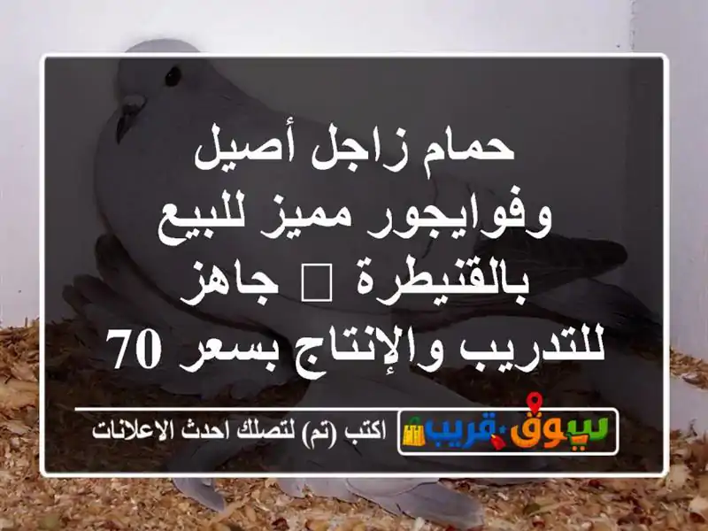 حمام زاجل أصيل وفوايجور مميز للبيع بالقنيطرة 🏆...