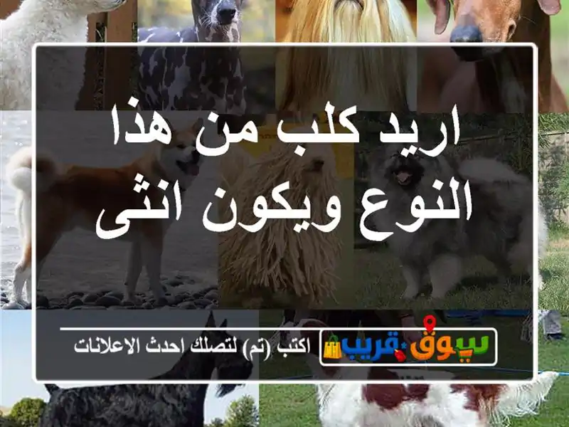 اريد كلب من هذا النوع ويكون انثى