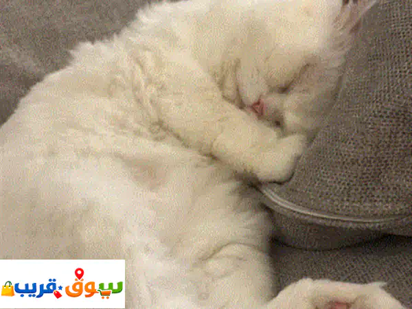 قط شيرازي للتبني ذكر