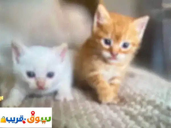 تبنى قطة صغيرة مُعافاة مجاناً: رفيقك الجديد...
