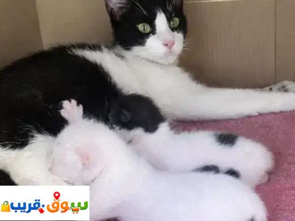 قطة مرضعة للتبني مع صغارها Mother Cat for Adoption With Her Kittens