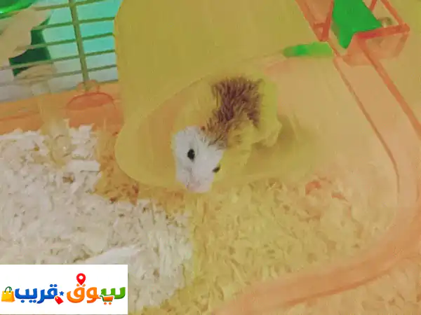 اجعل بيتك يضج بالمرح! 🐹 هامستر قزم روسي (عدد 2) بصحة ونشاط رائعين للبيع مع قفص متكامل جاهز للمنزل الجديد!