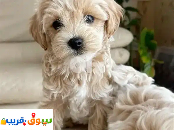جرو لابرادودل ميني كريمي مستورد 🐶 | مدرب...