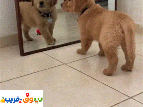جرو جولدن ريتريفر أصيل للبيع في الرياض - 3 شهور | رفيقك المثالي ينتظرك!