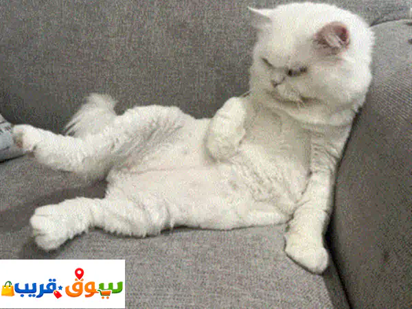 قط شيرازي للتبني ذكر