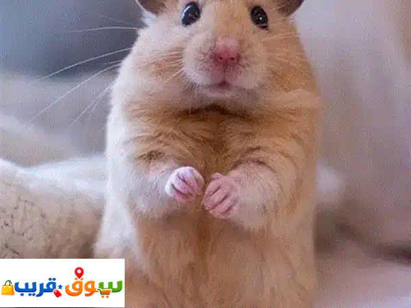 hamster  هامستير