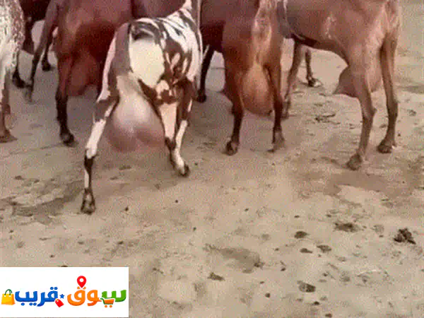 فرصة ذهبية: 10 رؤوس ماعز الدهم العربي فواخر | حليب وافر وصحة ممتازة!