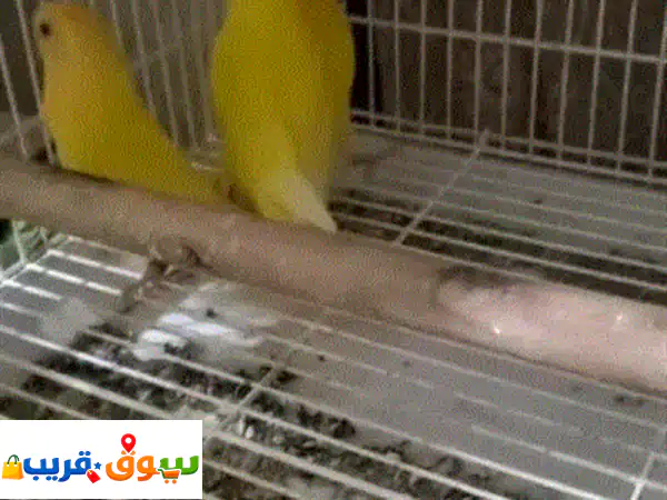 ثلاثة افراد روز اورنج اوبلاين شباب ما يعضوا