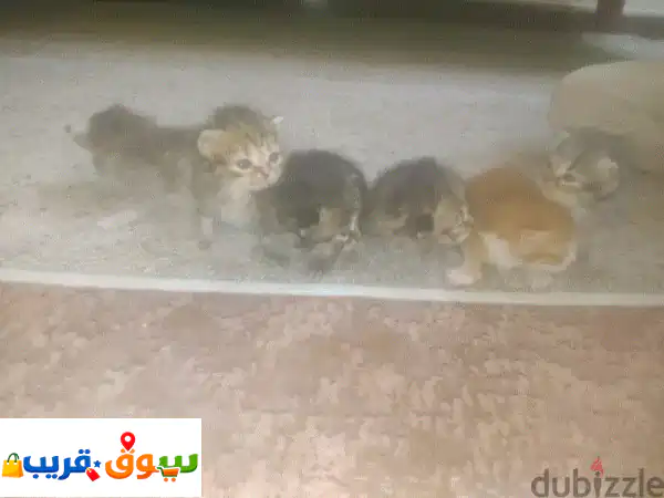 مادبا