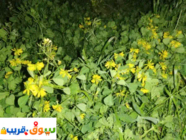 نبتة حندقوق