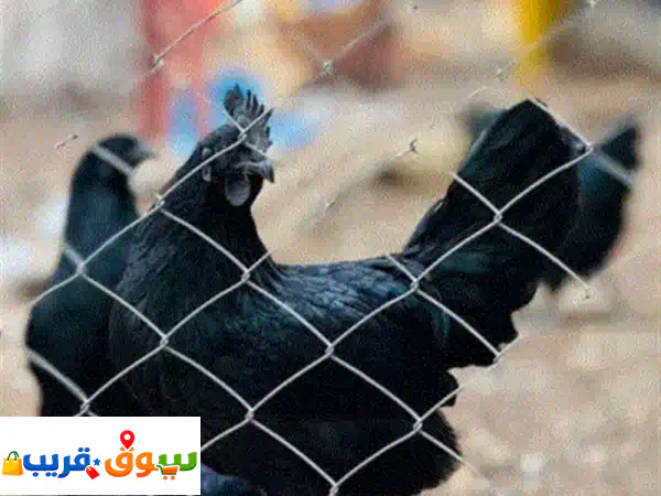 فرصة: دجاج بلدي للتربية أو للأكل