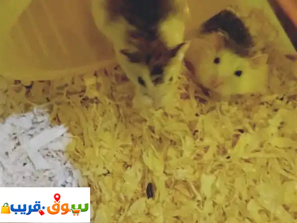 اجعل بيتك يضج بالمرح! 🐹 هامستر قزم روسي (عدد 2)...