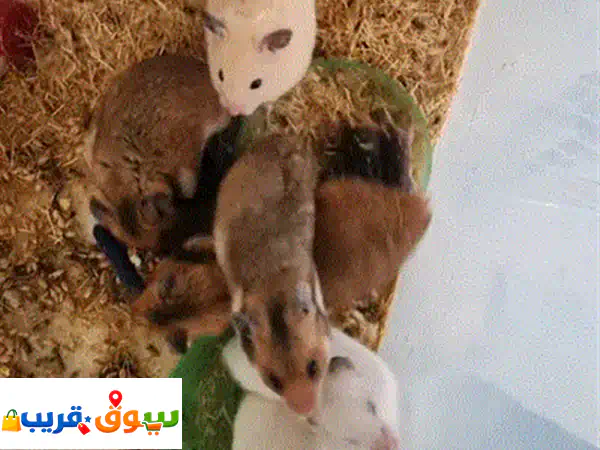 hamster  هامستير