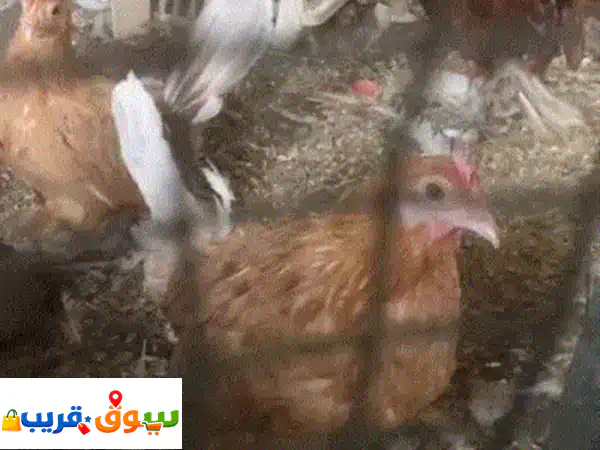 ديك وجاجتين خارصينا اصفر
