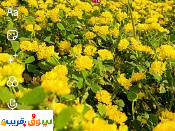 نبتة حندقوق