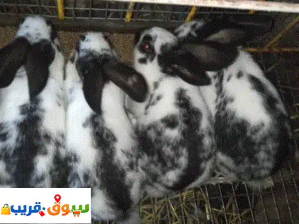 ارانب هجين بابيون فرنسي وارانب والفلاندر