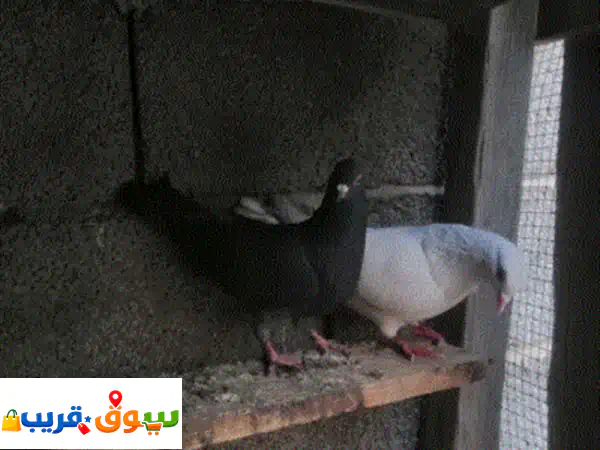فرصة لمحبي الأصالة: حمام تونسي حضان (كوبيه وبوديل) مع دحي جاهز للبيع في تاجوراء، طرابلس
