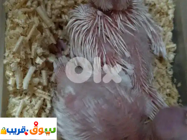 فروخ كروان