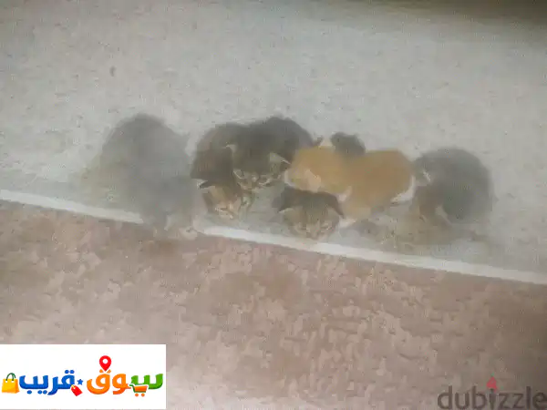 مادبا