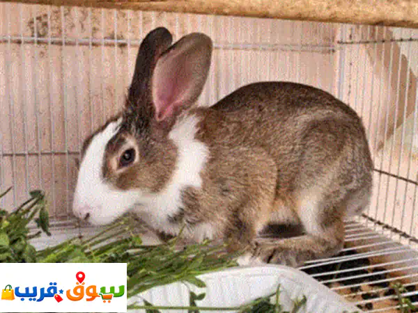 ارنب زواج محليات