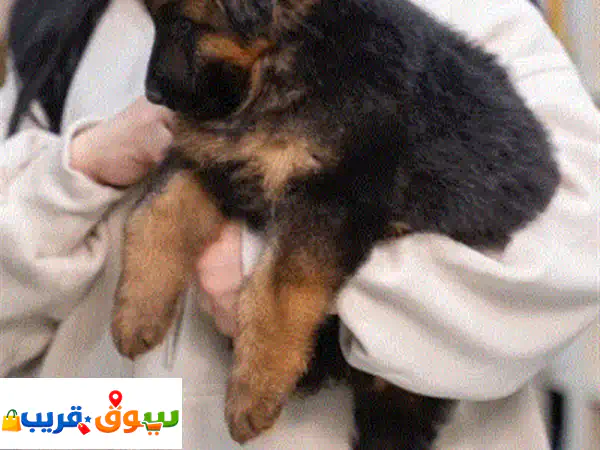 للراغبين بالاقتناء الراقي والذوق الرفيع نوفر لكم جراء جيرمن وبلجم.ميز بجماله وأناقة شكله لطيف، أليف