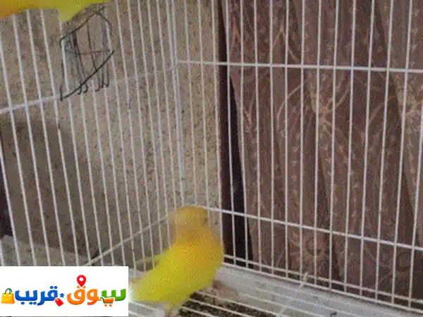 ثلاثة افراد روز اورنج اوبلاين شباب ما يعضوا