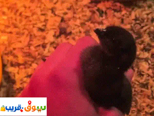 فرصة: دجاج بلدي للتربية أو للأكل
