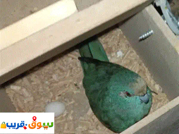 كاكاريكي تركيواز منتج للبيع | زوج جاهز مع القفص...